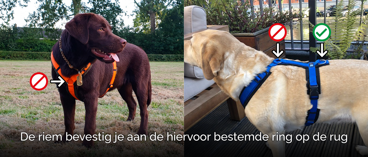 Anny-X Anti-trektuig hond walk and lead