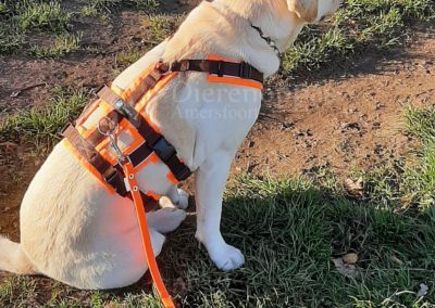 Anny-X Safety Harnes Harnass anti-ontsnappingstuig hond AnnyX Neonoranje