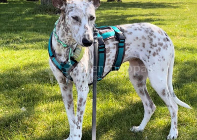 Anny-X Safety Harnes Harnass anti-ontsnappingstuig hond AnnyX Petrol Bruin