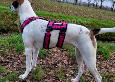 Anny-X Safety Harnes Harnass anti-ontsnappingstuig hond AnnyX roze
