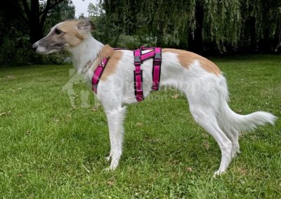 Anny-X Safety Harnes Harnass anti-ontsnappingstuig hond AnnyX windhond