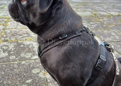 Anny-X Tuig short korte rug mopshond