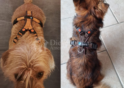 Anny-X tuig Open harnas Y-tuig hondentuig niet over hoofd hond voorbeeld