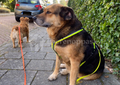 Anny-X tuig Protect Neongeel grijs maat XL