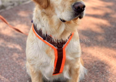 Anny-X tuig Protect neonoranje bruin maat L Labrador