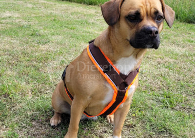 Anny-X tuig Protect neonoranje bruin maat S