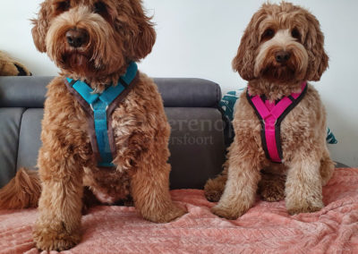 Anny-X tuig hond Fun Labradoodle AnnyX Hondentuig