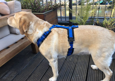 Anny-X tuig hond Fun Labrador AnnyX Hondentuig