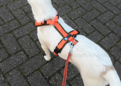 Anny-X tuig hond Fun bovenop AnnyX Hondentuig