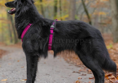 Anny-X tuig hond Fun langharige hond AnnyX Hondentuig