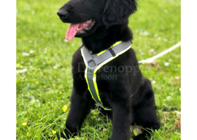 Anny-X tuig hond Protect Puppy AnnyX Hondentuig