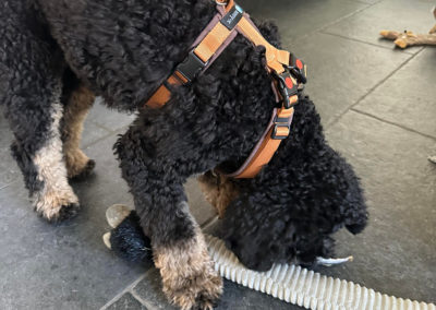 AnnyX Open Harnas tuigje niet over kop hond