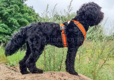AnnyX tuig oranje met olijfgroen labradoodle AnnyX Hondentuig