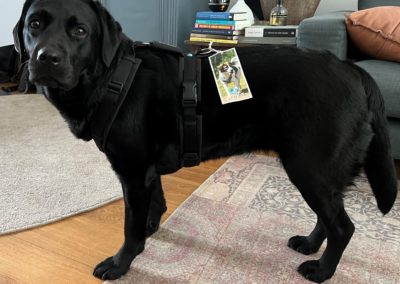 Labrador Anny-X tuig maat L met korte rug