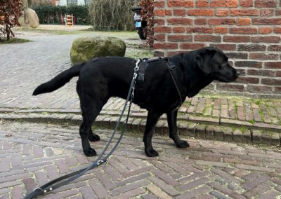 Labrador Anny-X tuig maat L met korte rug buiten