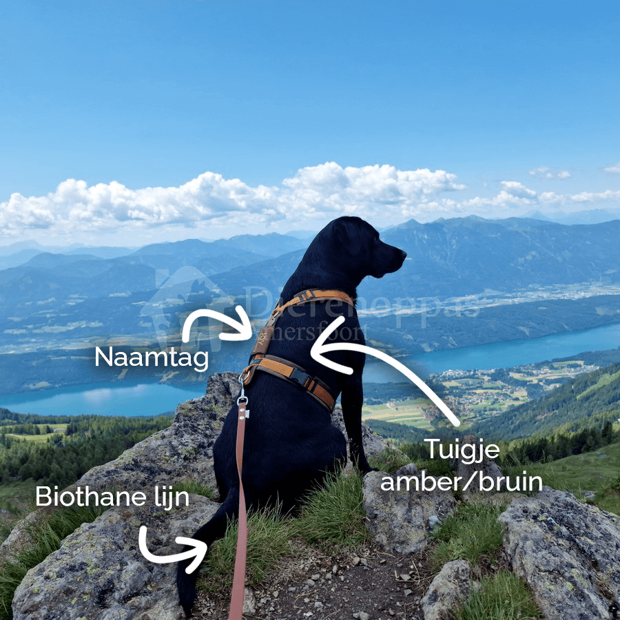 Voordelen Y-vorm honden tuig van AnnyX Y-tuig hond